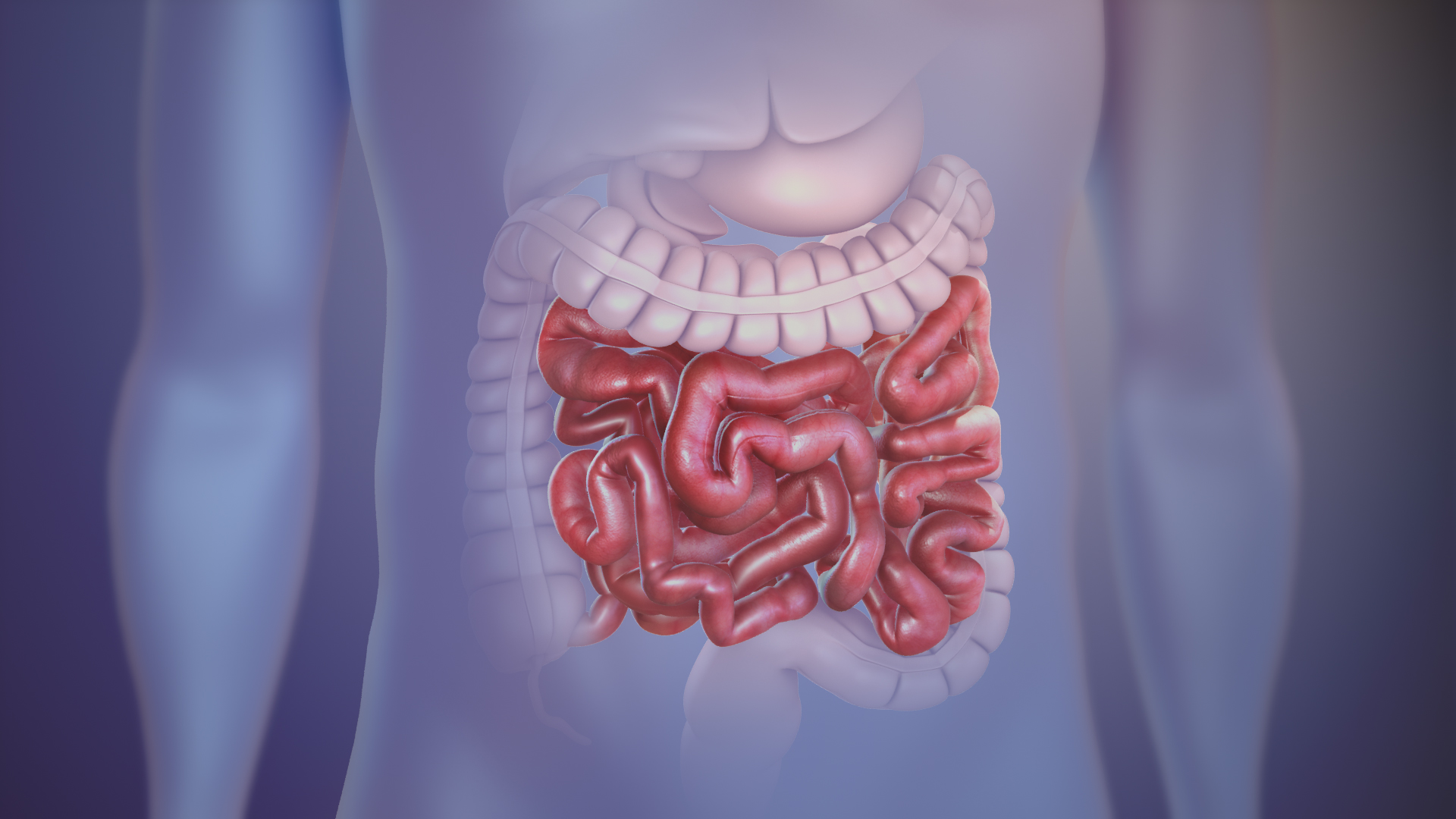 The importance of your gut health - small intestine